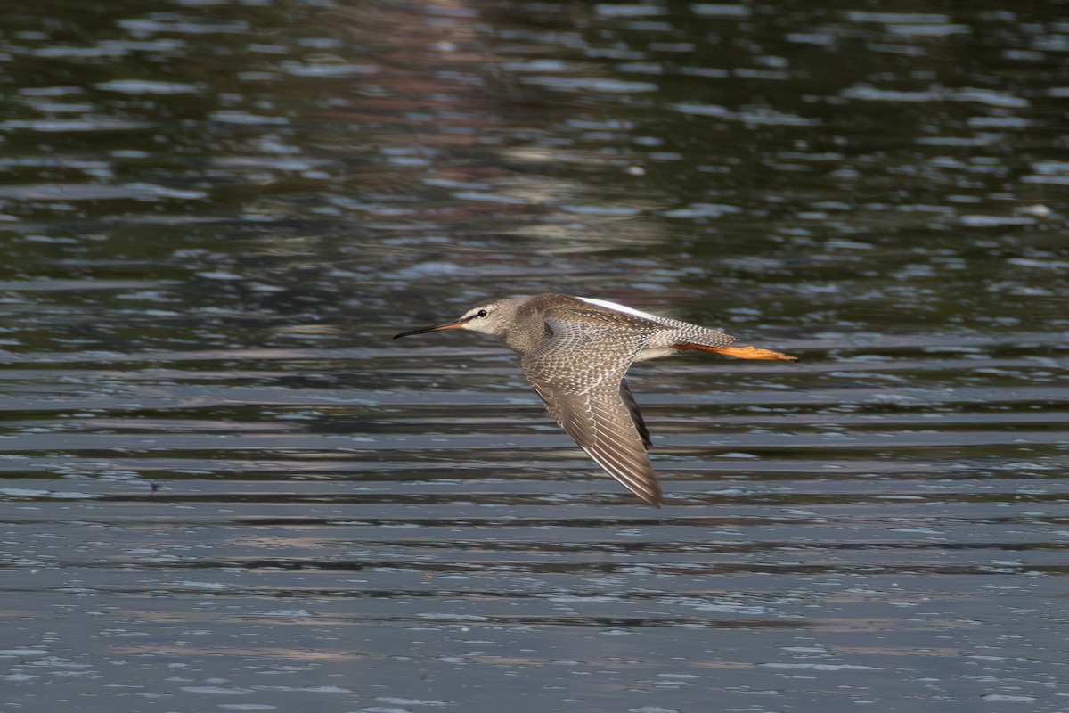 Spotted Redshank - ML640691993