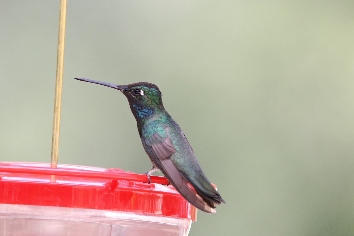 Rivoli's Hummingbird - ML640692000
