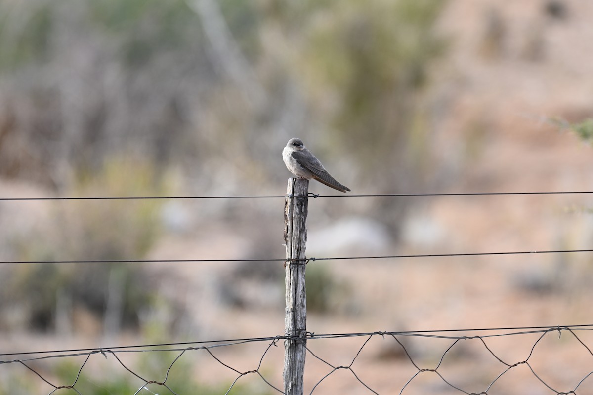 Southern Crag-Martin - ML640692006