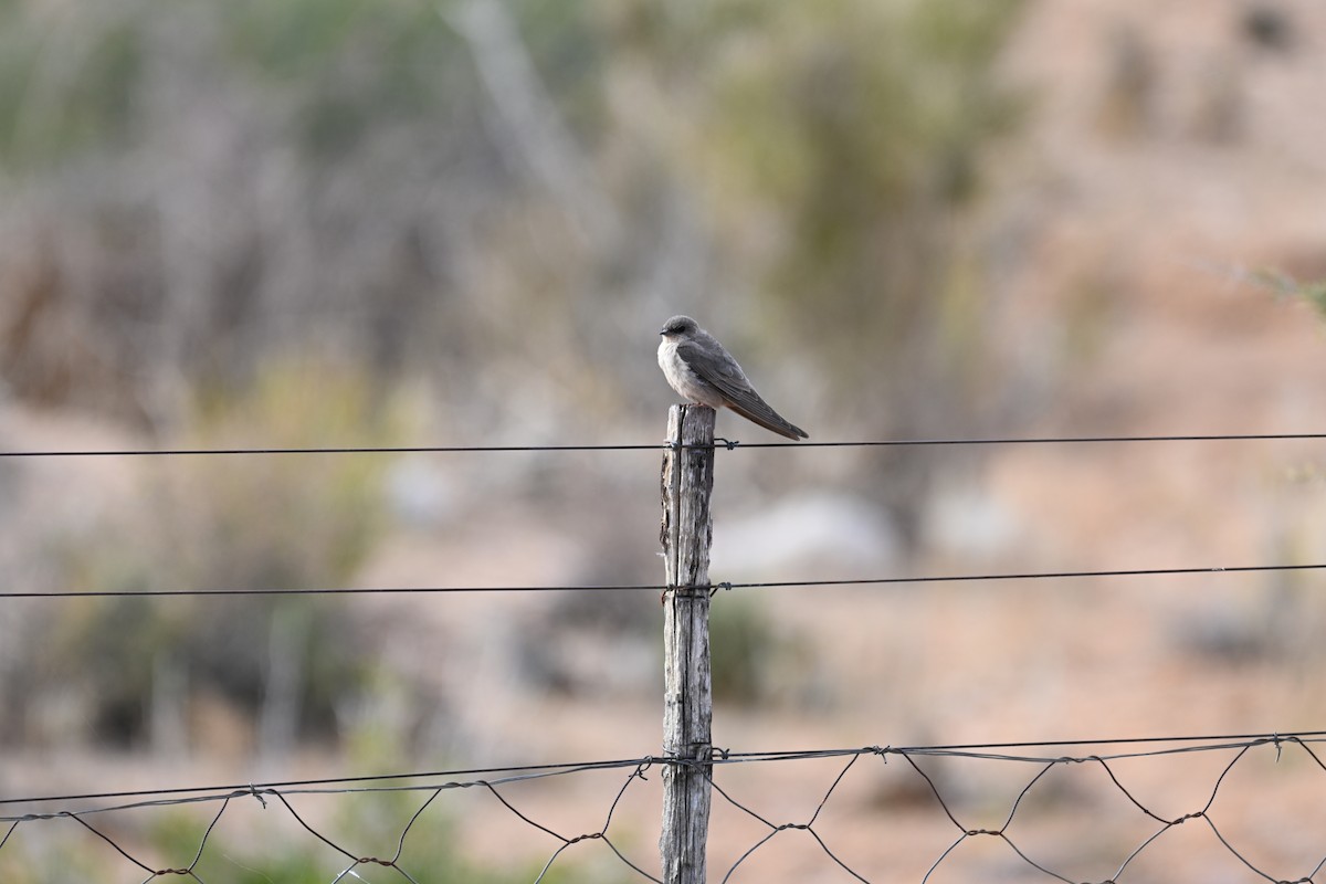 Southern Crag-Martin - ML640692008