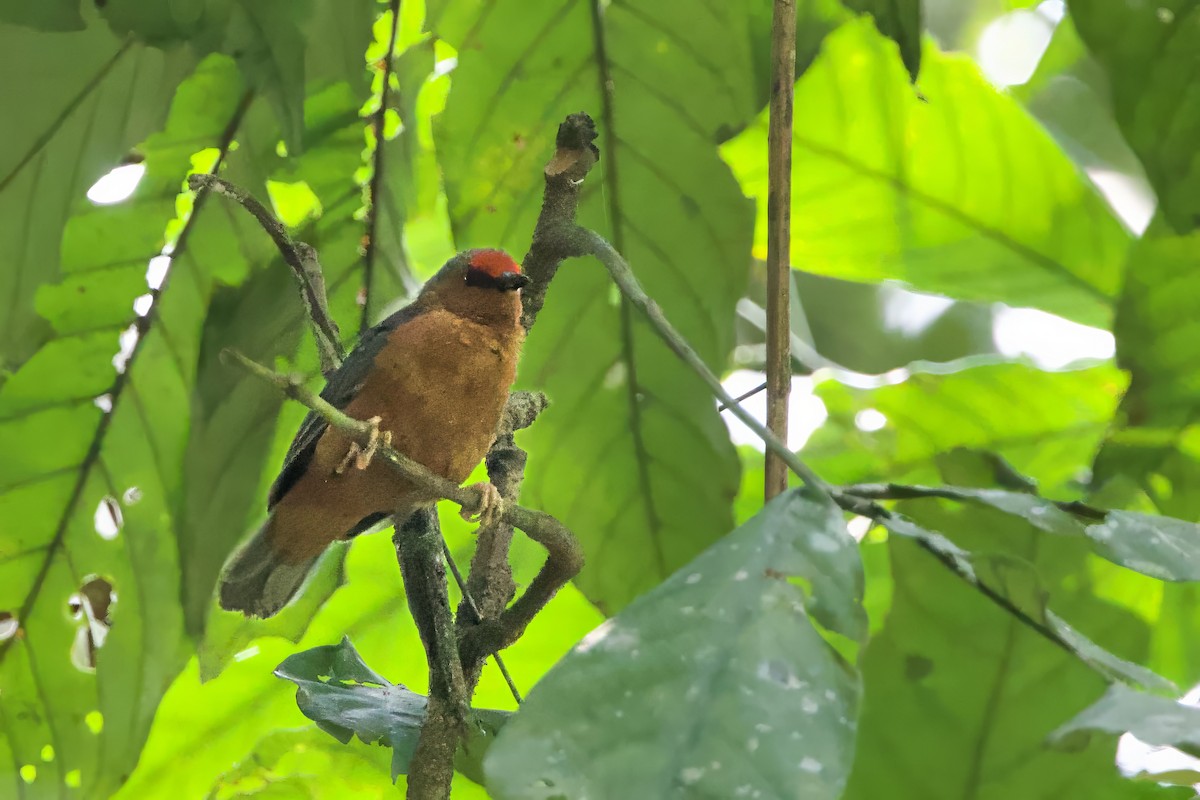 Jameson's Antpecker - ML640692010