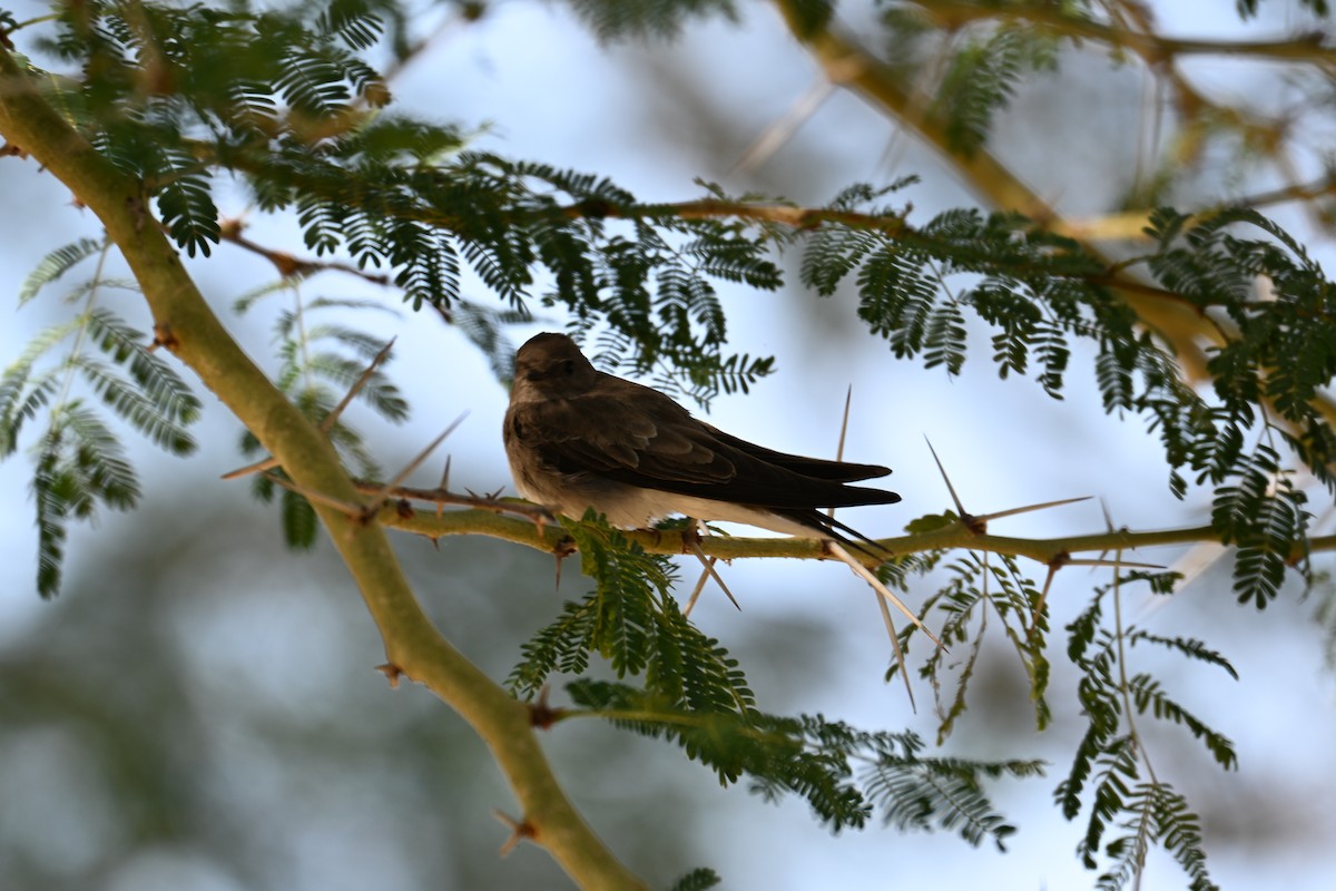 swallow sp. - ML640692011