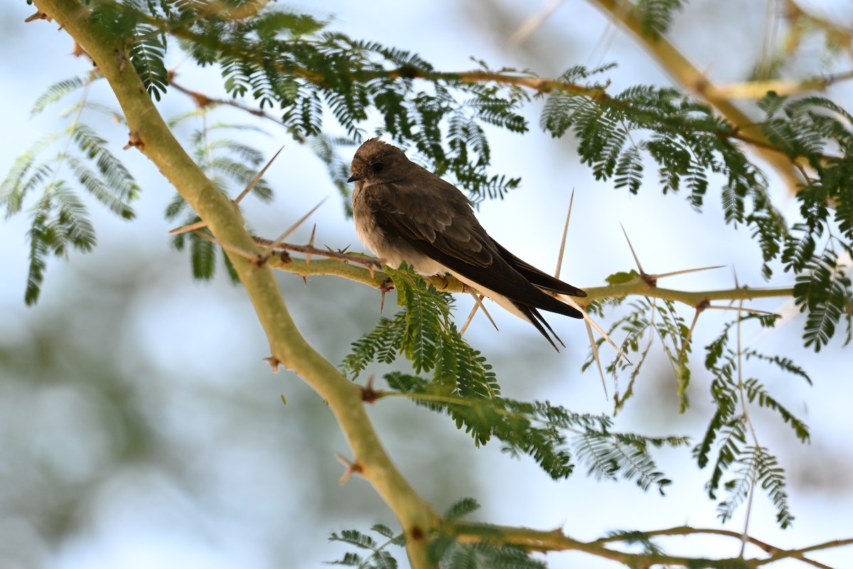 swallow sp. - ML640692012