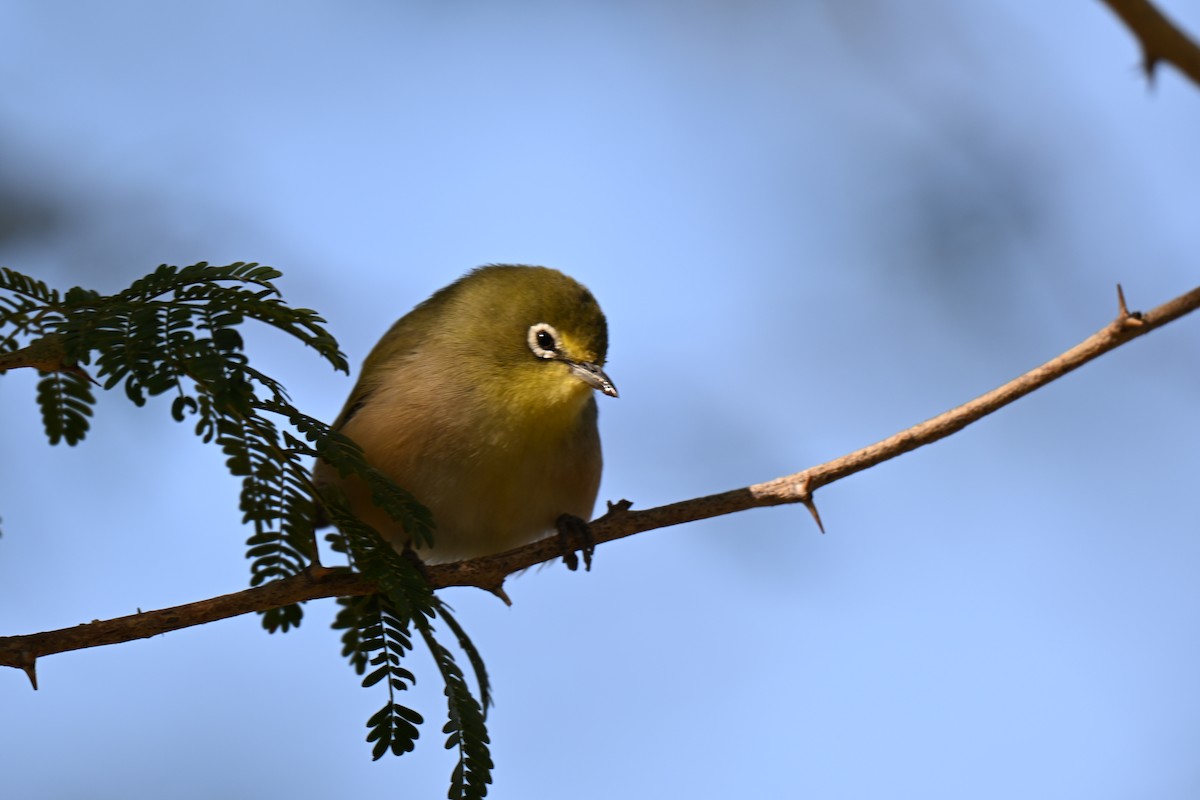 Orange River White-eye - ML640692023