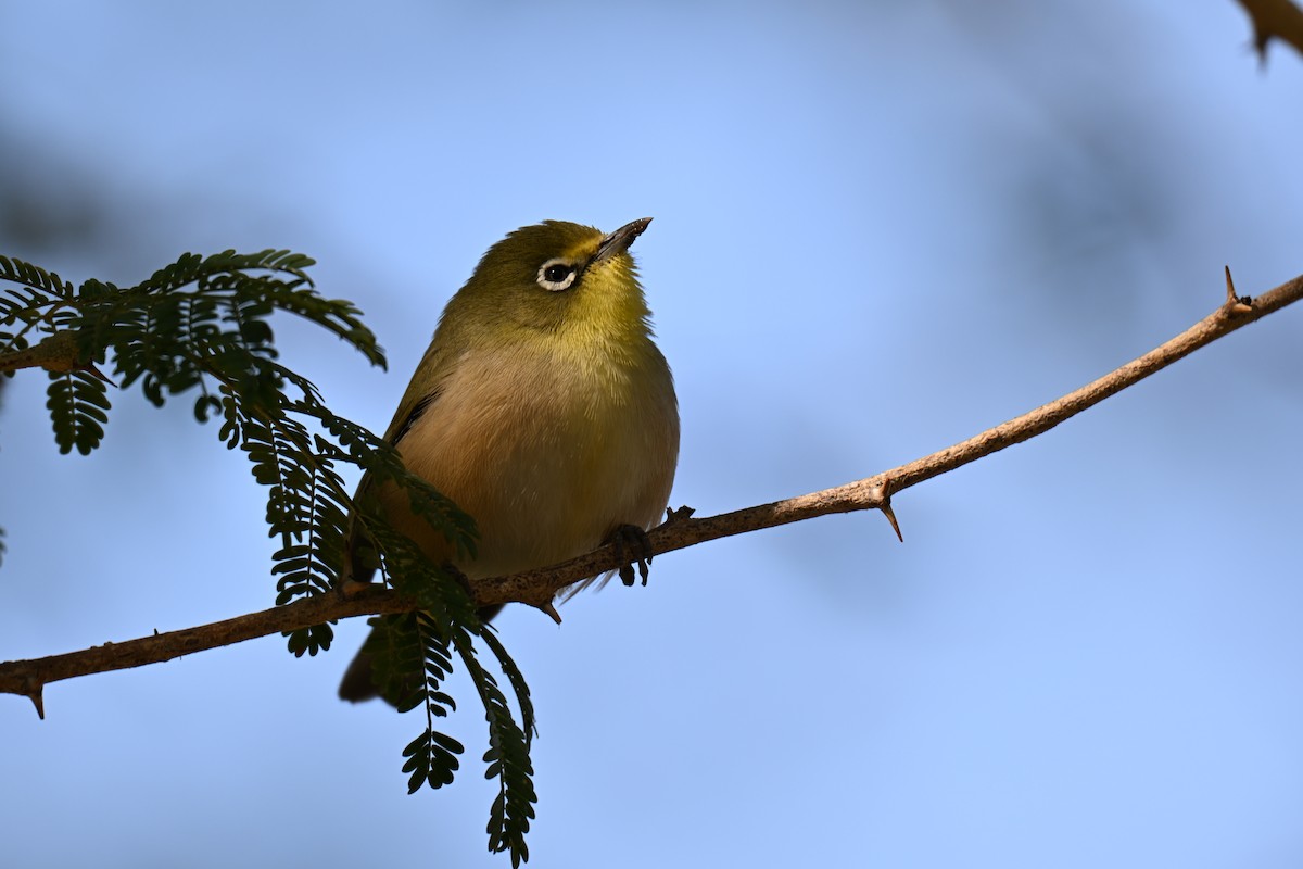 Orange River White-eye - ML640692025