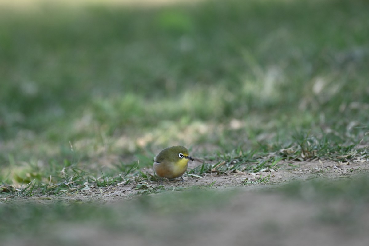 Orange River White-eye - ML640692026