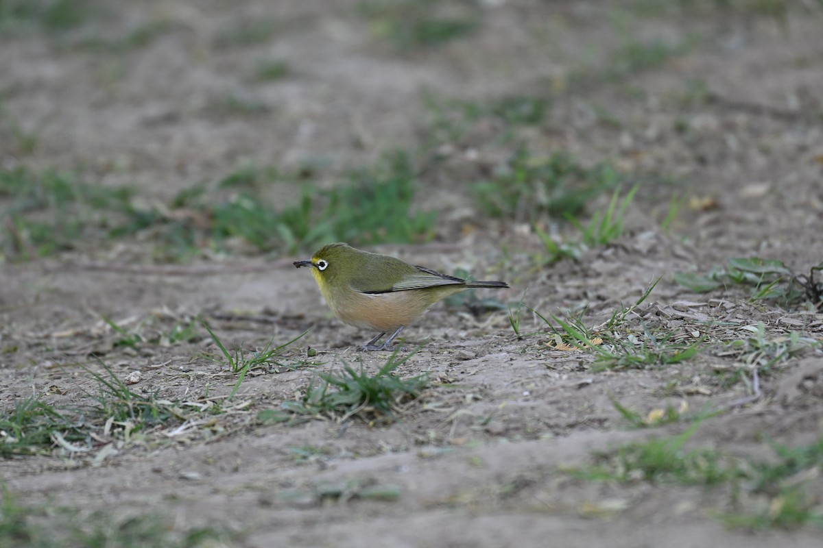 Orange River White-eye - ML640692027