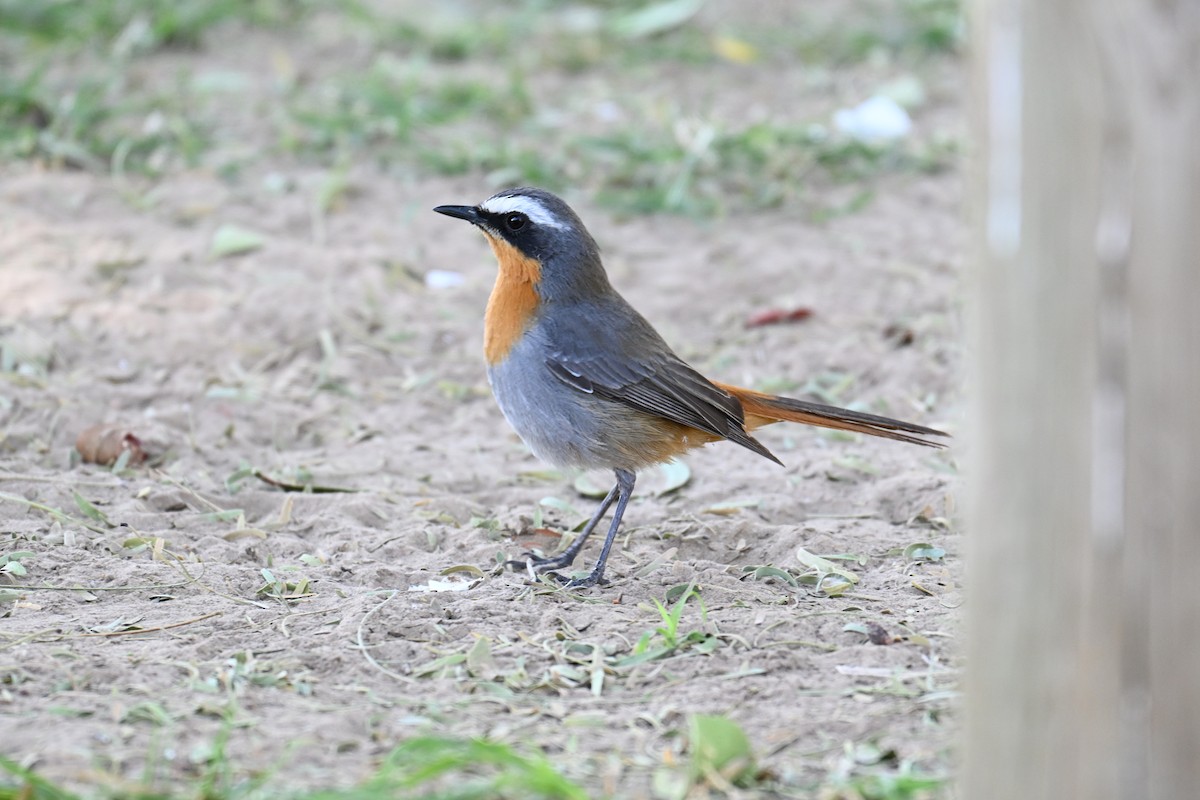 Cape Robin-Chat - ML640692031