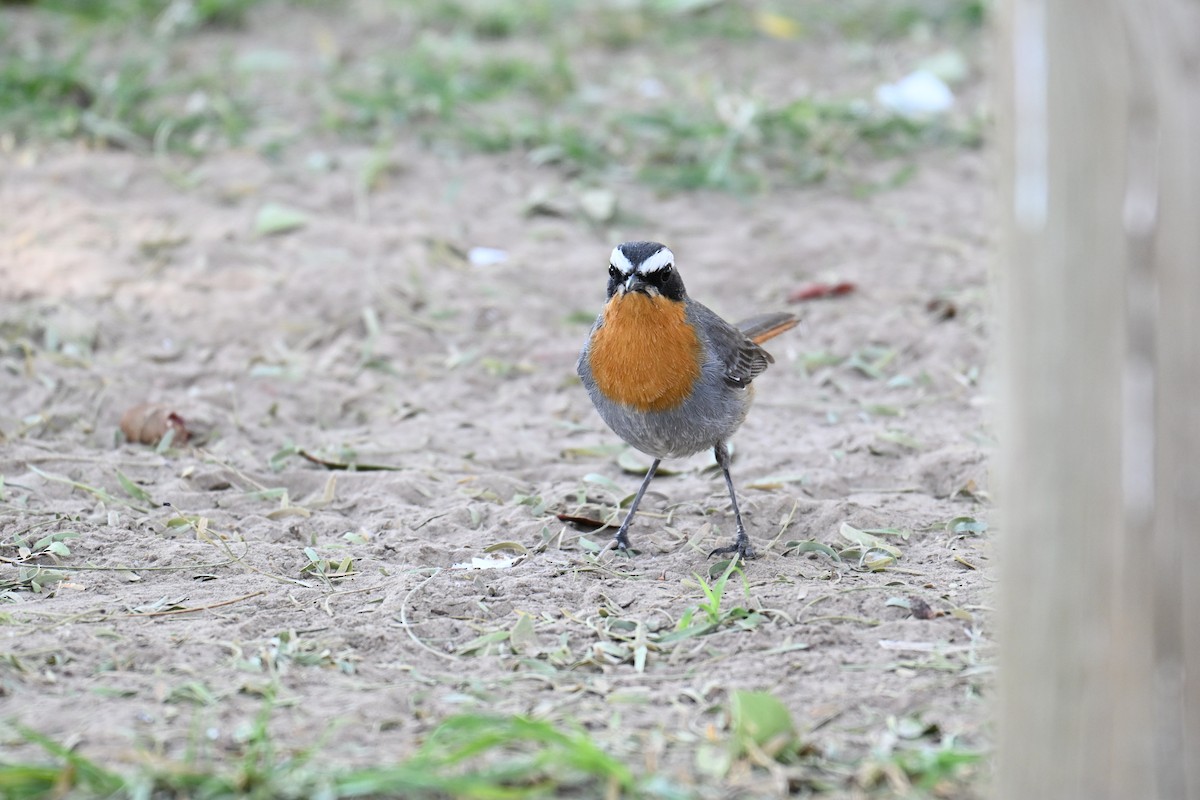 Cape Robin-Chat - ML640692032