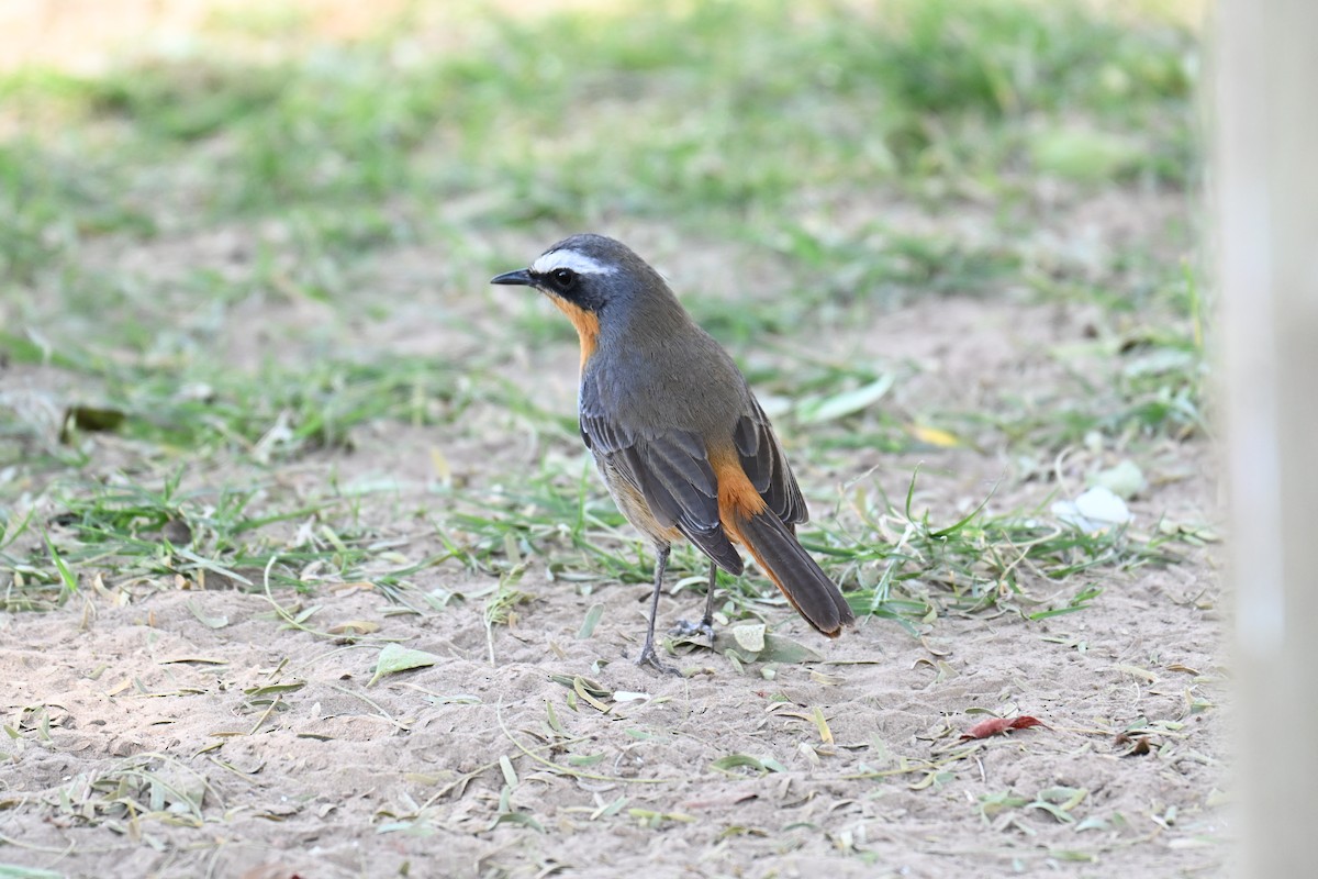 Cape Robin-Chat - ML640692033