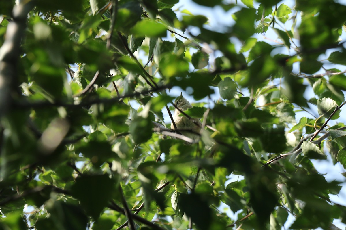 Mountain Chiffchaff (Caucasian) - ML640692036