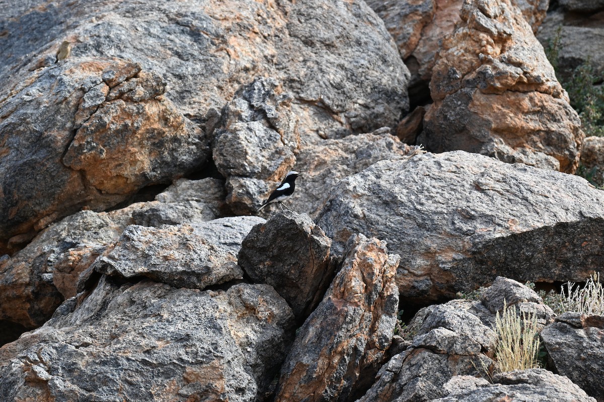Mountain Chat - ML640692049