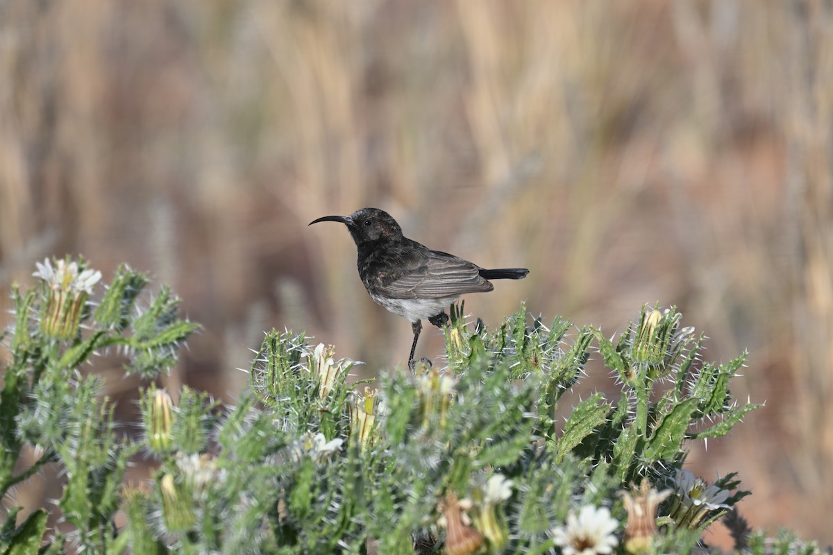 Dusky Sunbird - ML640692057