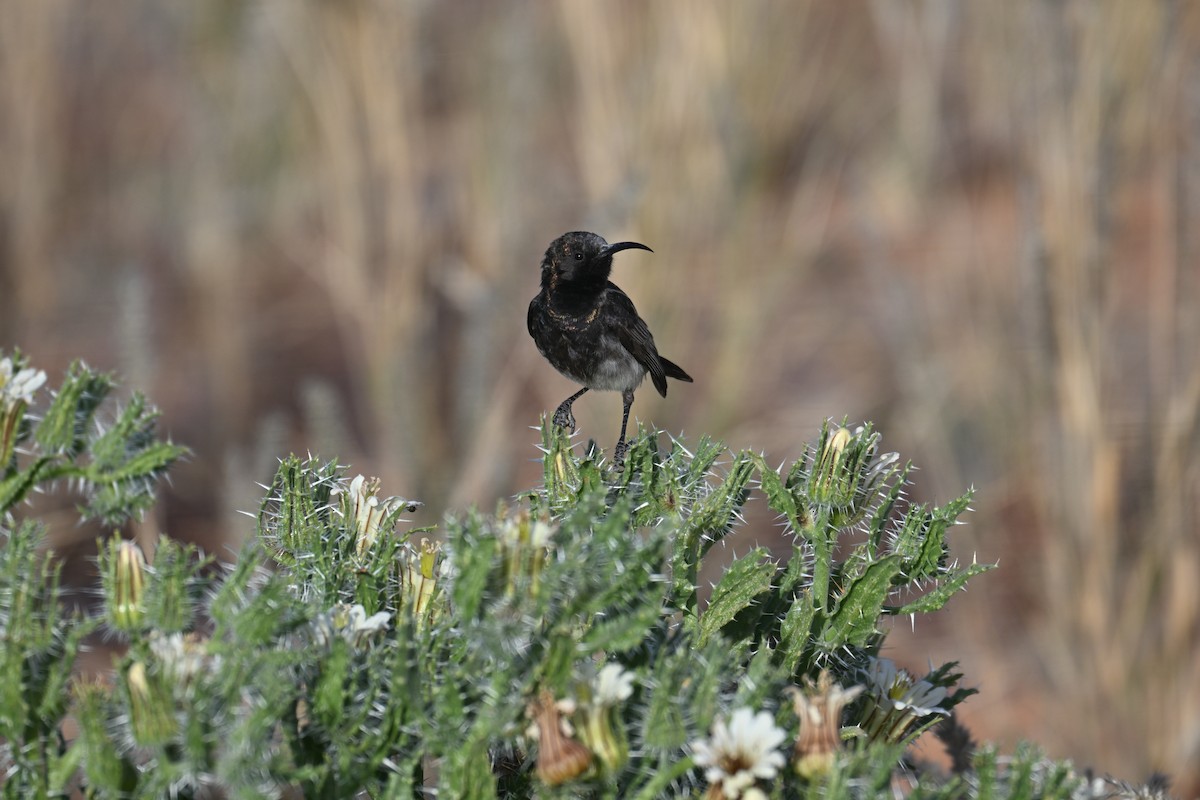 Dusky Sunbird - ML640692059