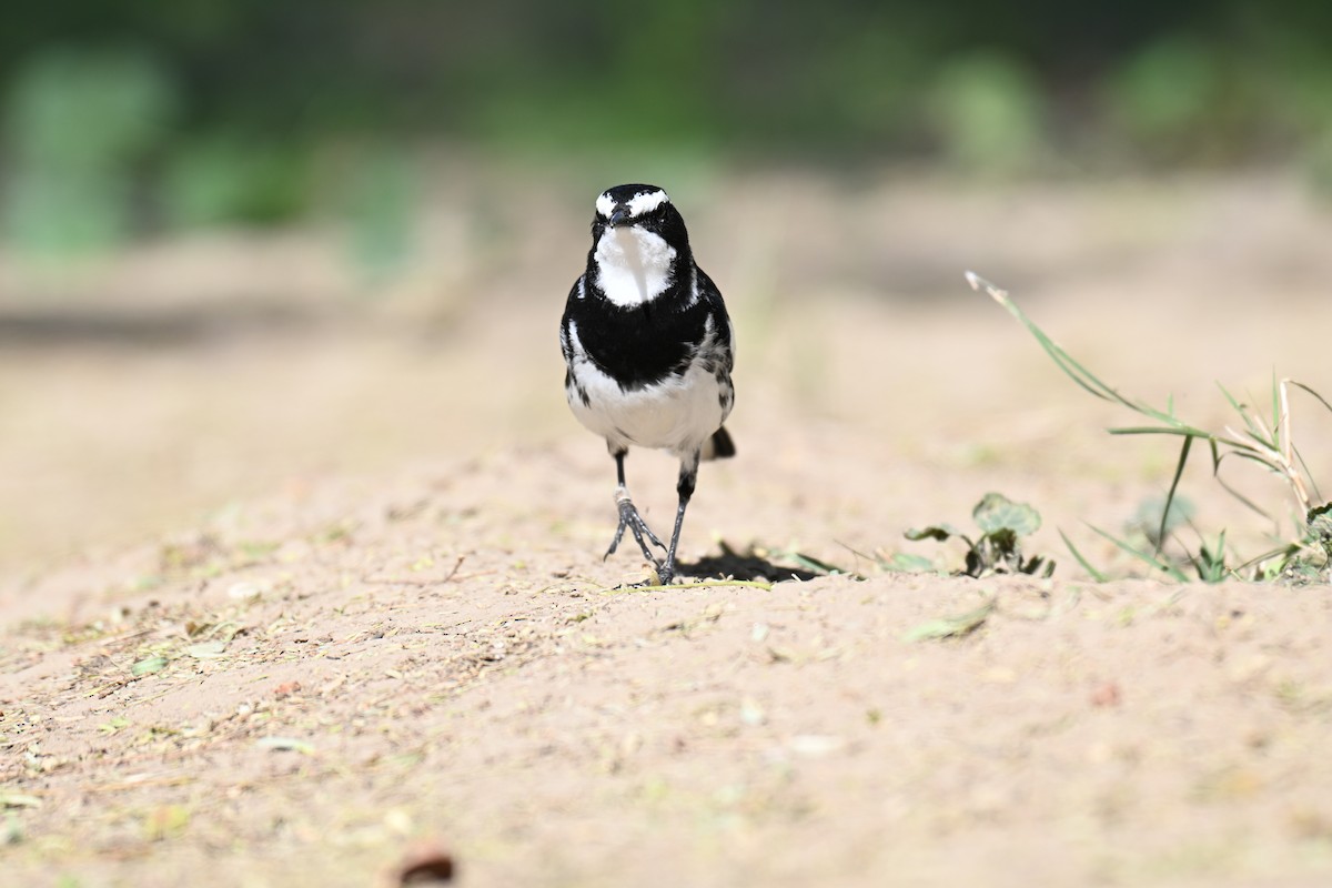 African Pied Wagtail - ML640692070