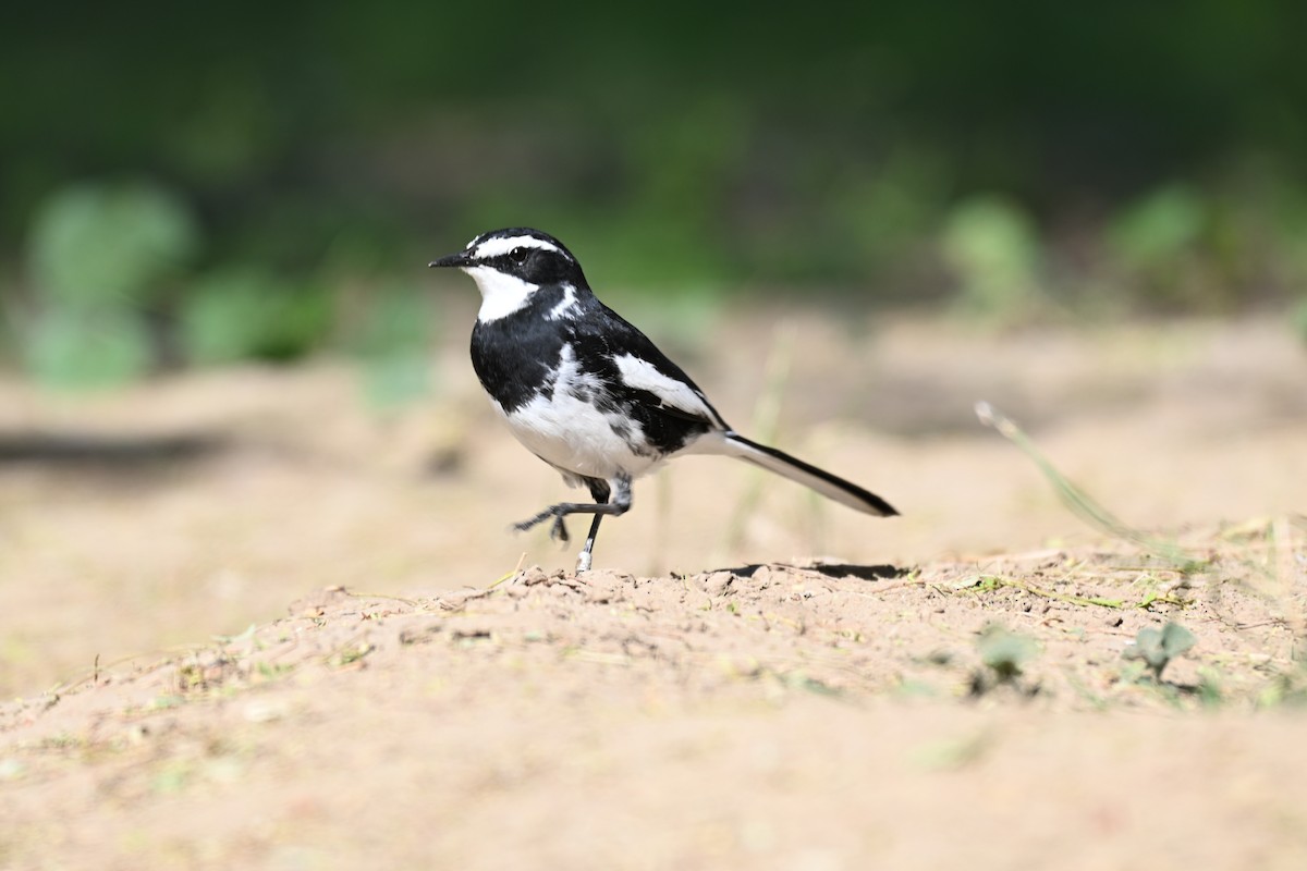 African Pied Wagtail - ML640692071