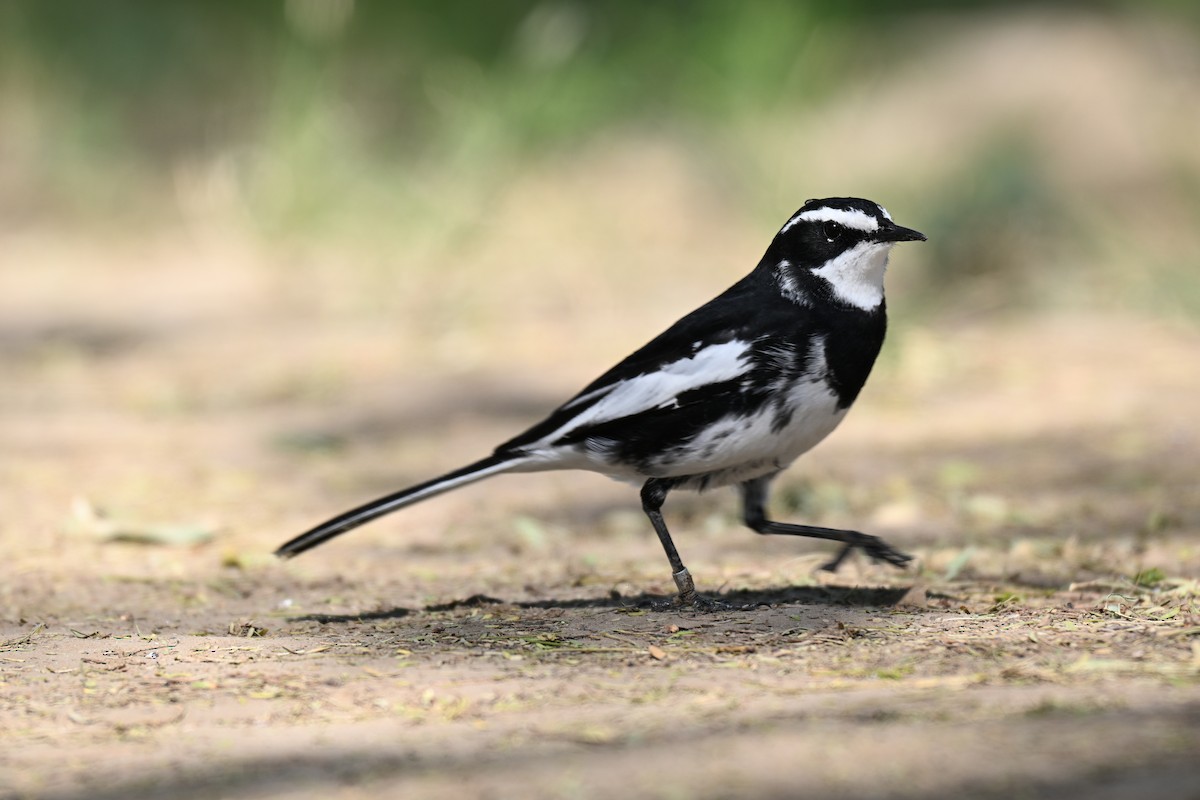 African Pied Wagtail - ML640692072