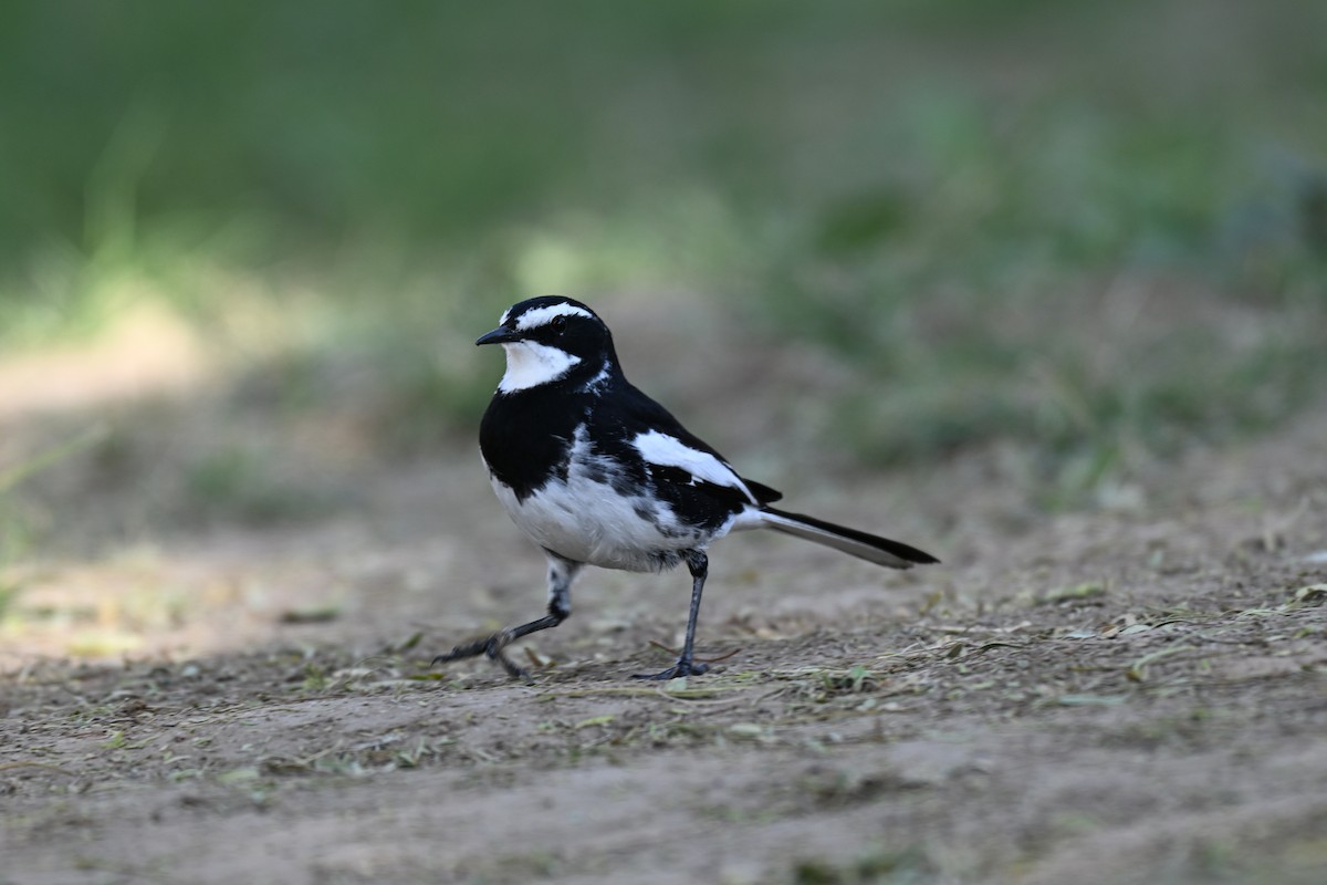 African Pied Wagtail - ML640692073