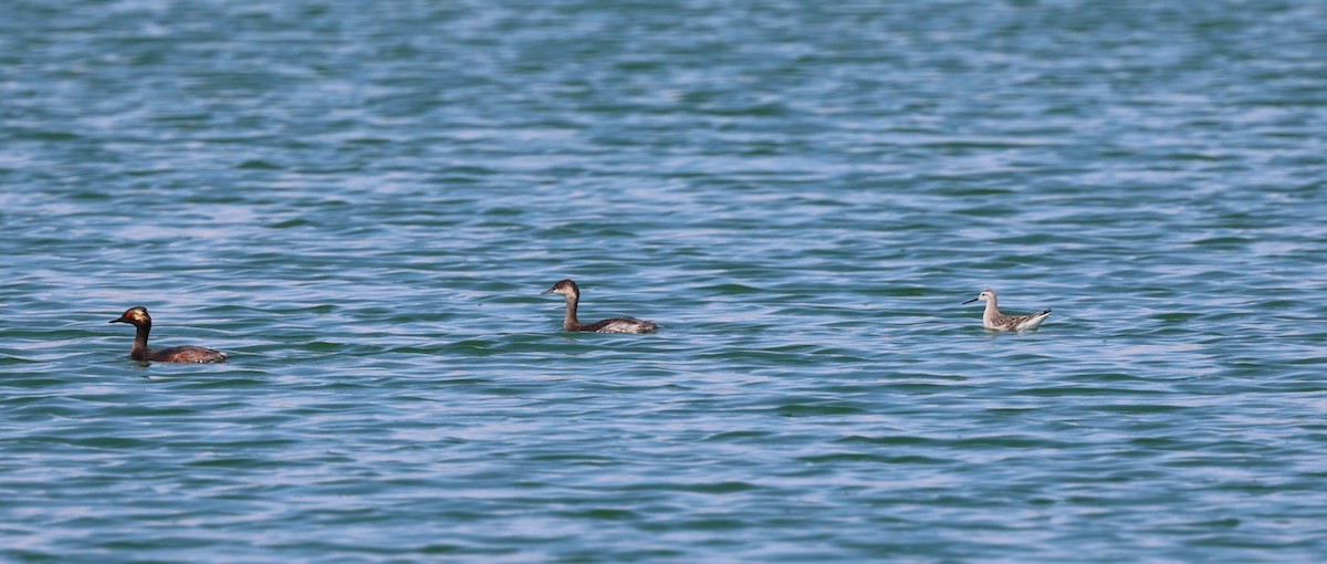 Eared Grebe - ML640692077