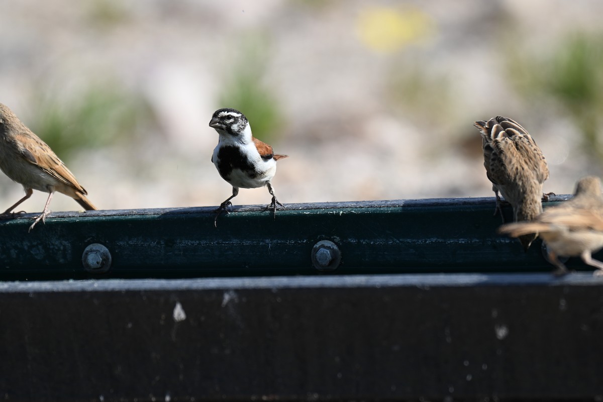Black-headed Canary - ML640692086