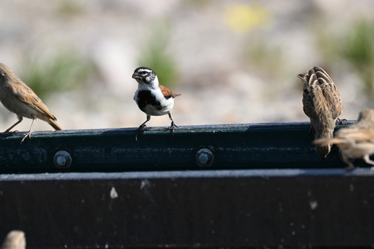 Black-headed Canary - ML640692087
