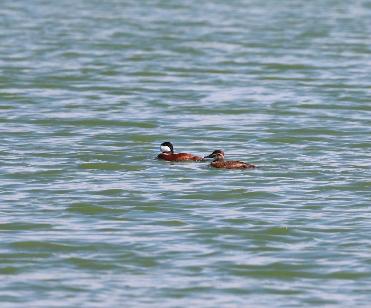 Ruddy Duck - ML640692101