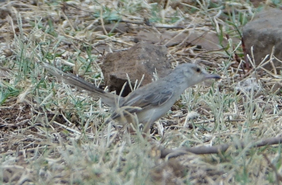 Jungle Prinia - ML640692112