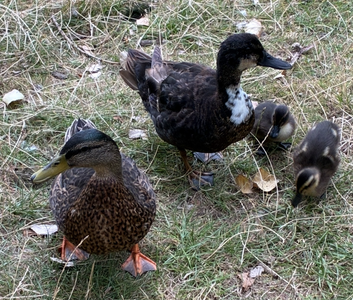 Mallard - ML640692177