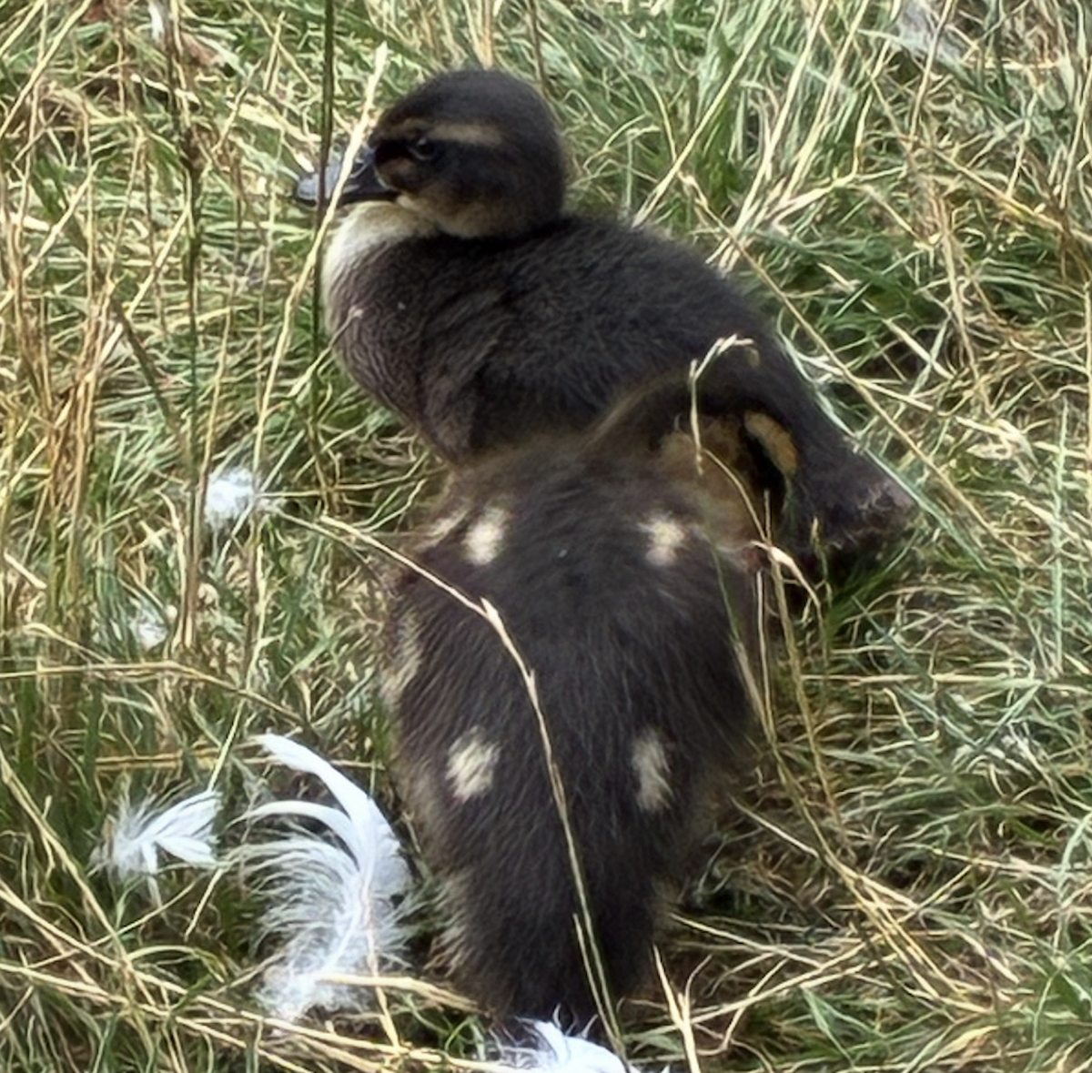 Mallard - ML640692178