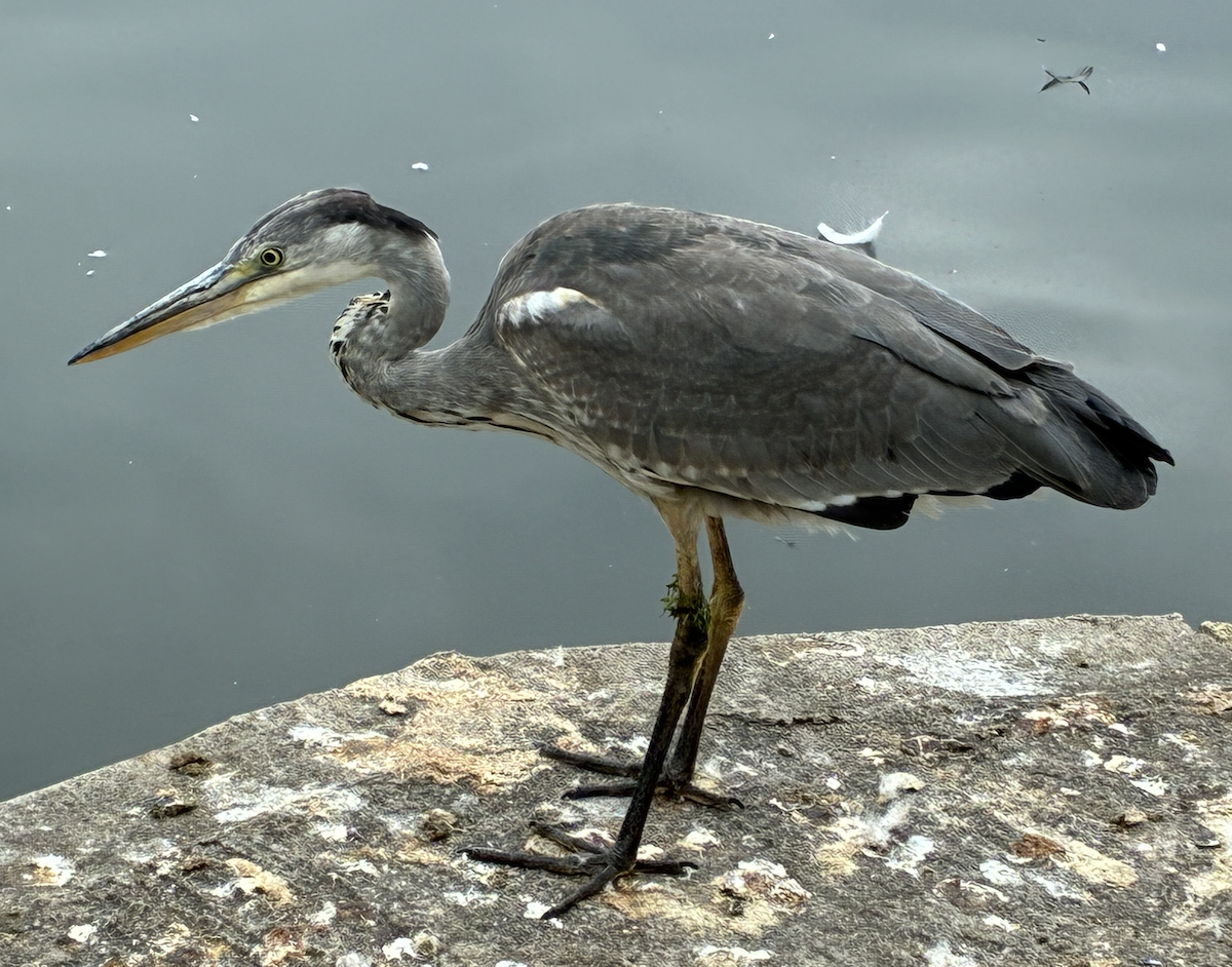 Gray Heron - ML640692187