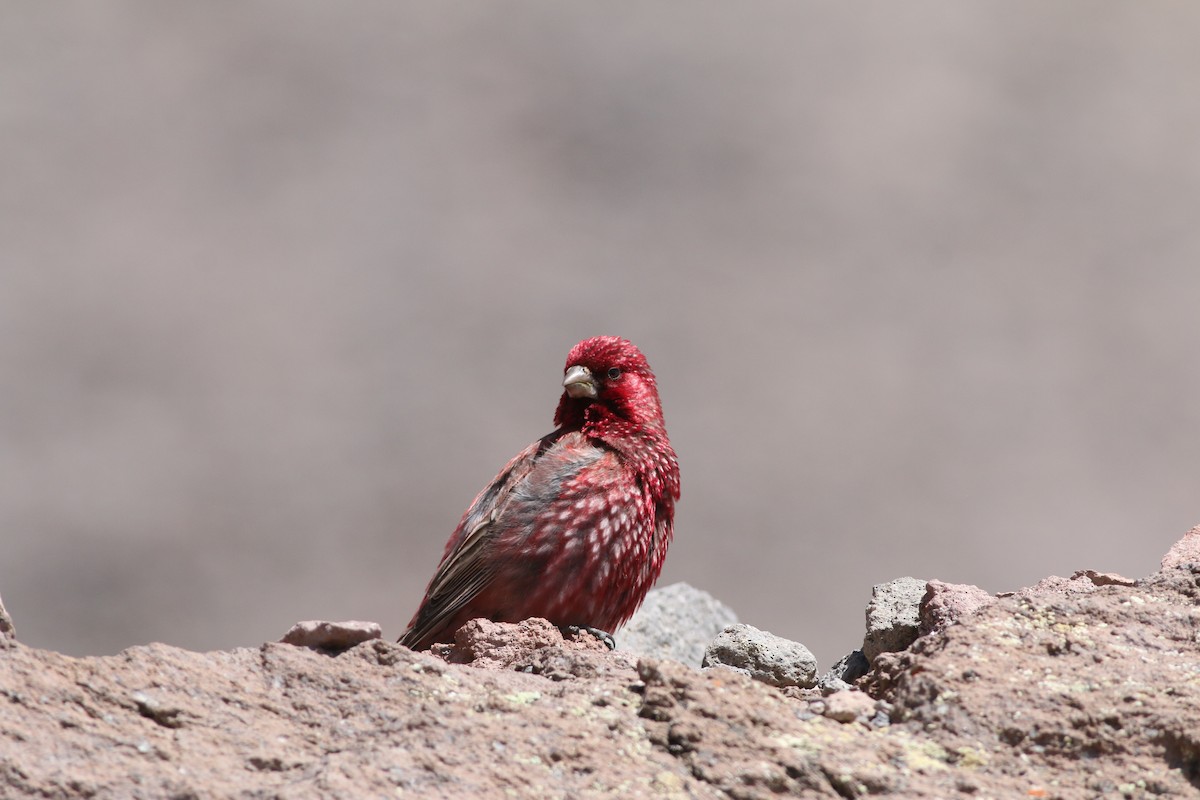 Great Rosefinch - ML640692202