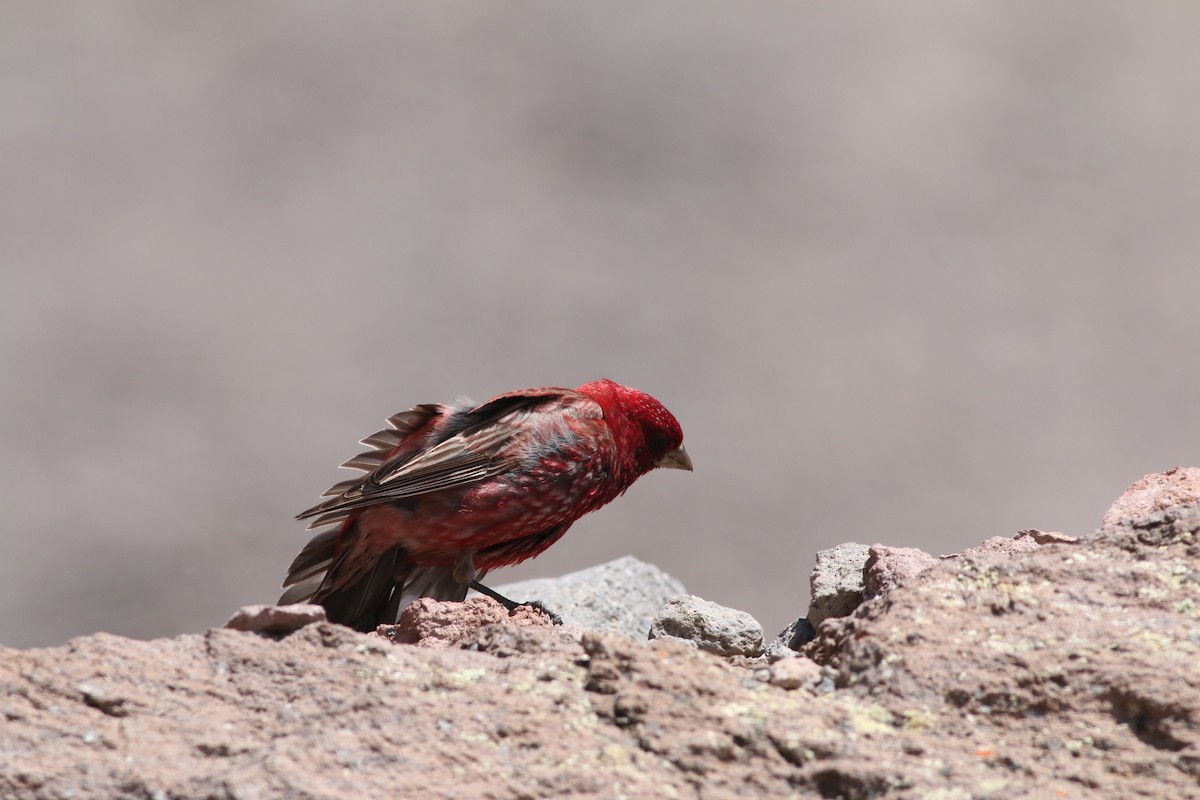 Great Rosefinch - ML640692203