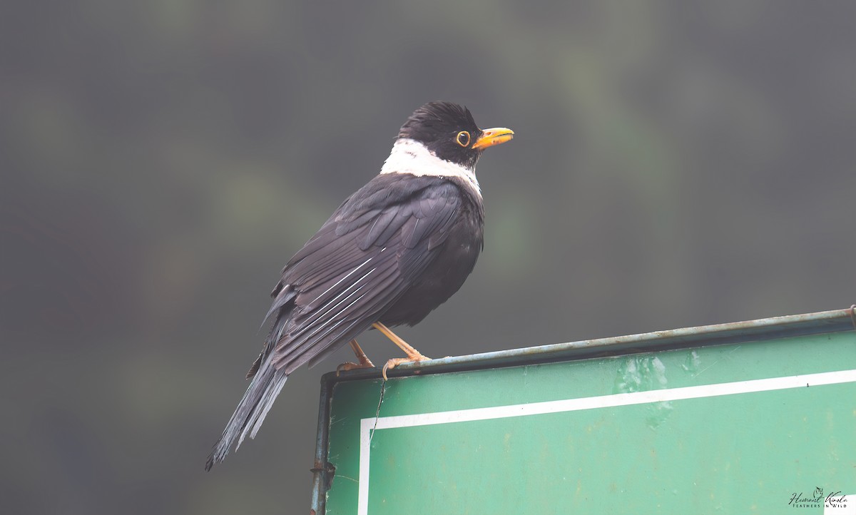 White-collared Blackbird - ML640692273