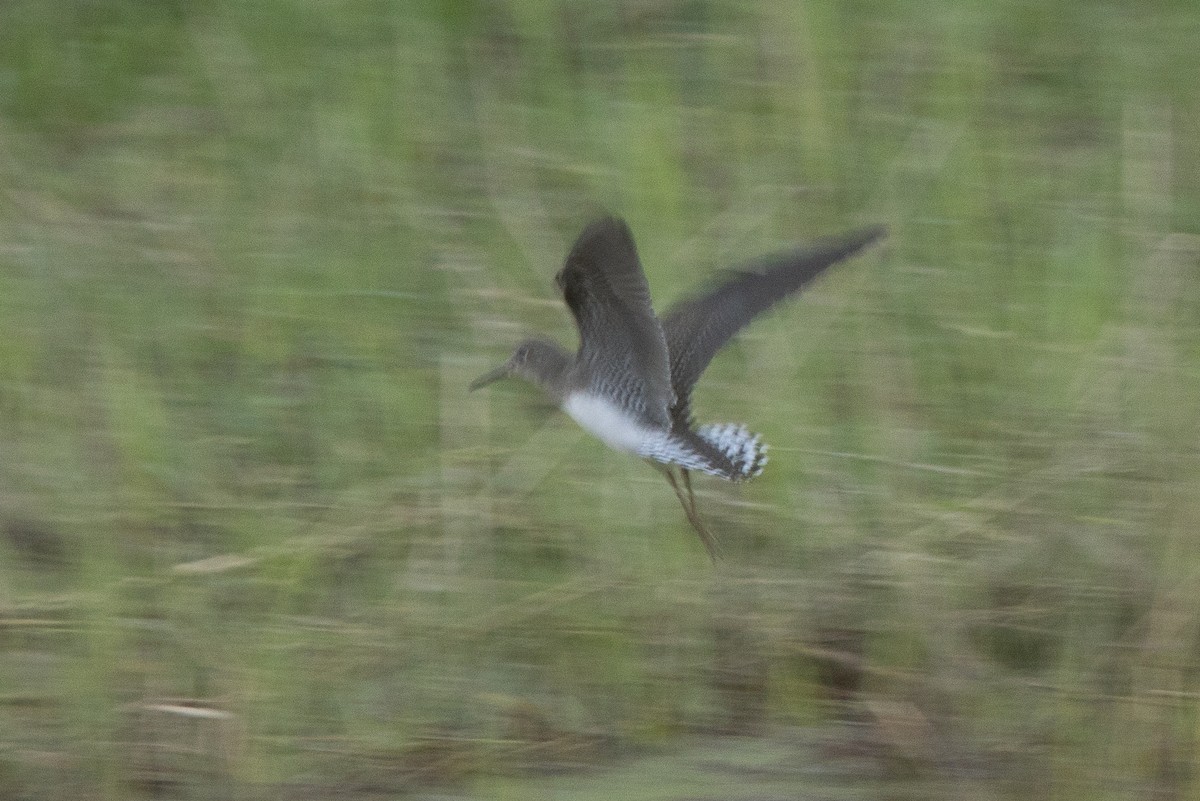Solitary Sandpiper - ML640692274