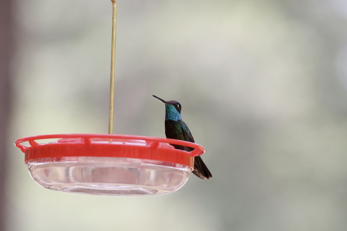 Rivoli's Hummingbird - ML640692293
