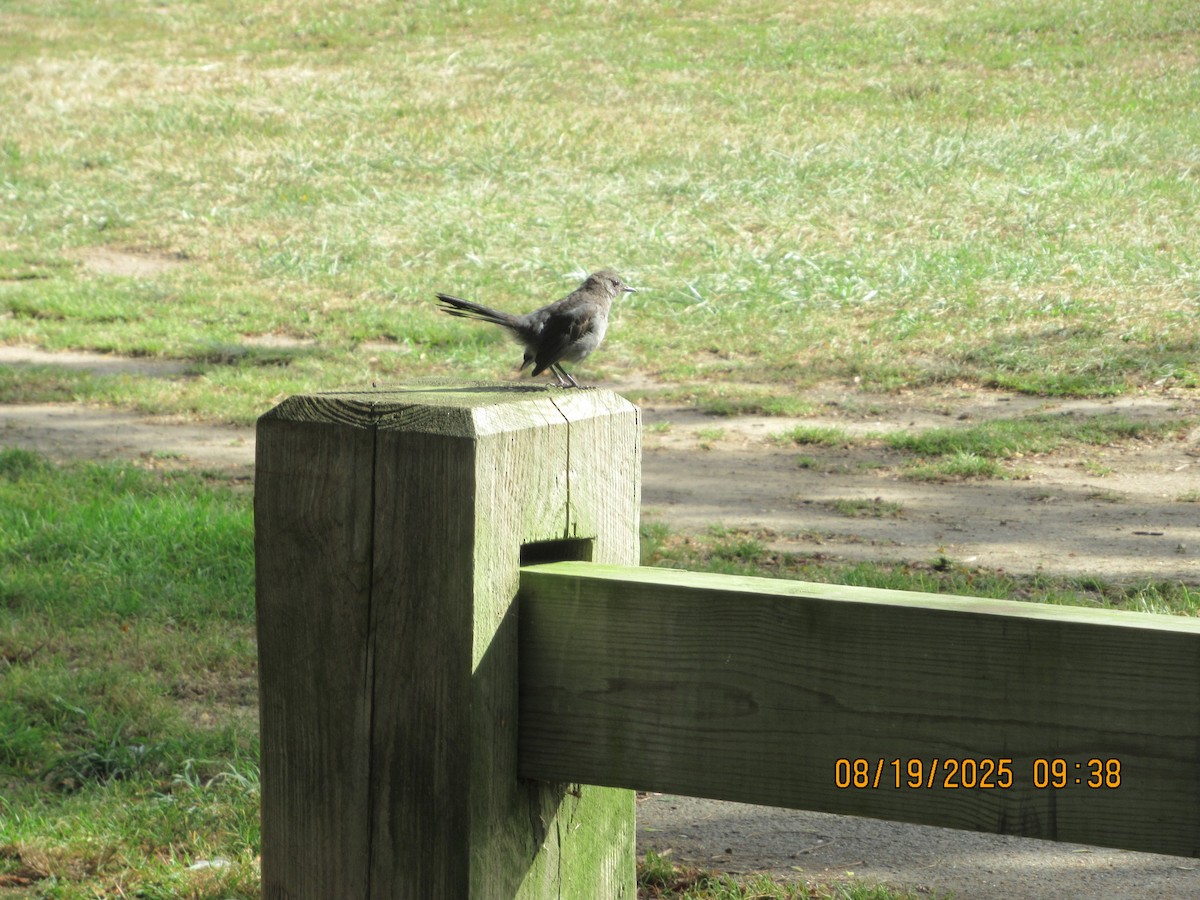 Gray Catbird - ML640692299