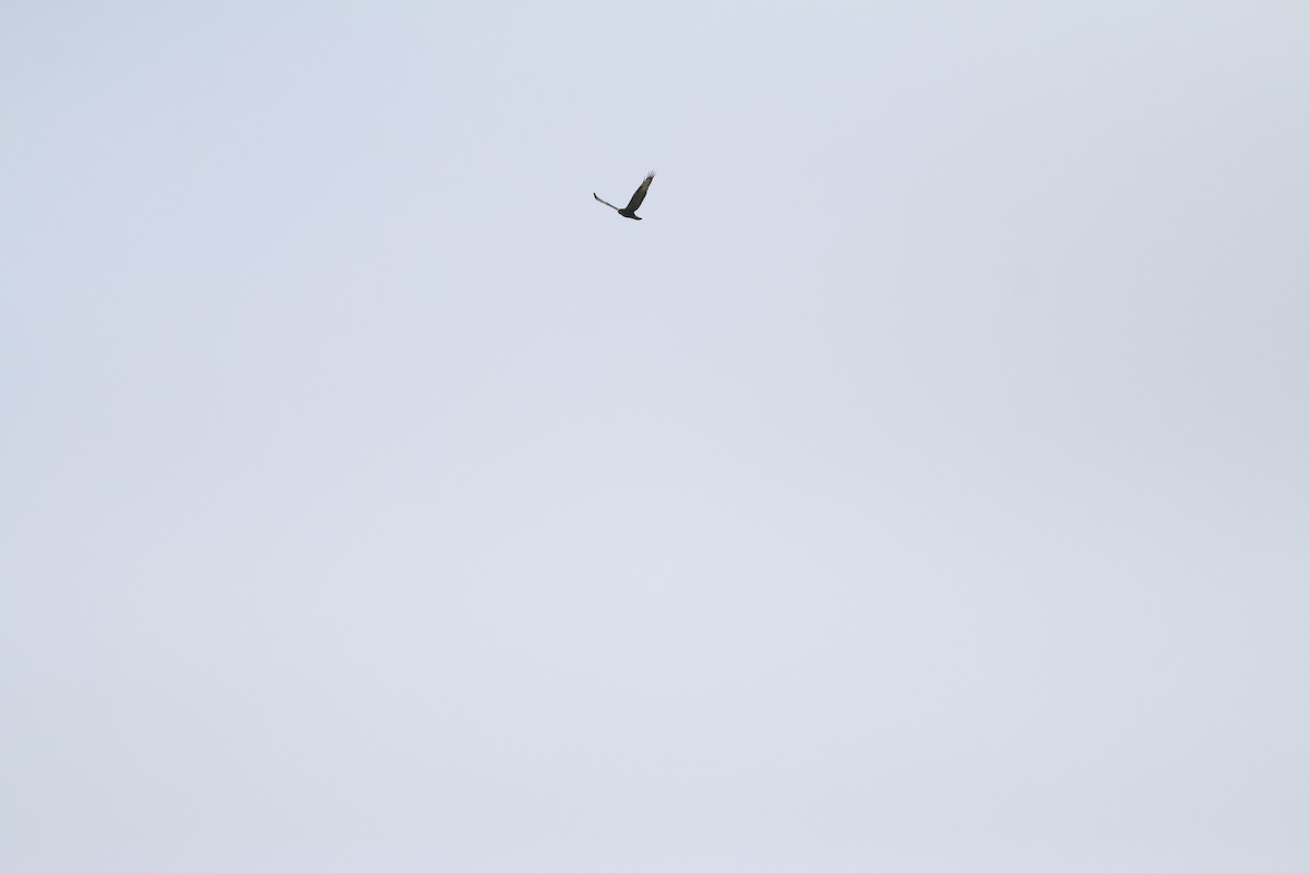 Mäusebussard (vulpinus/menetriesi) - ML640692353