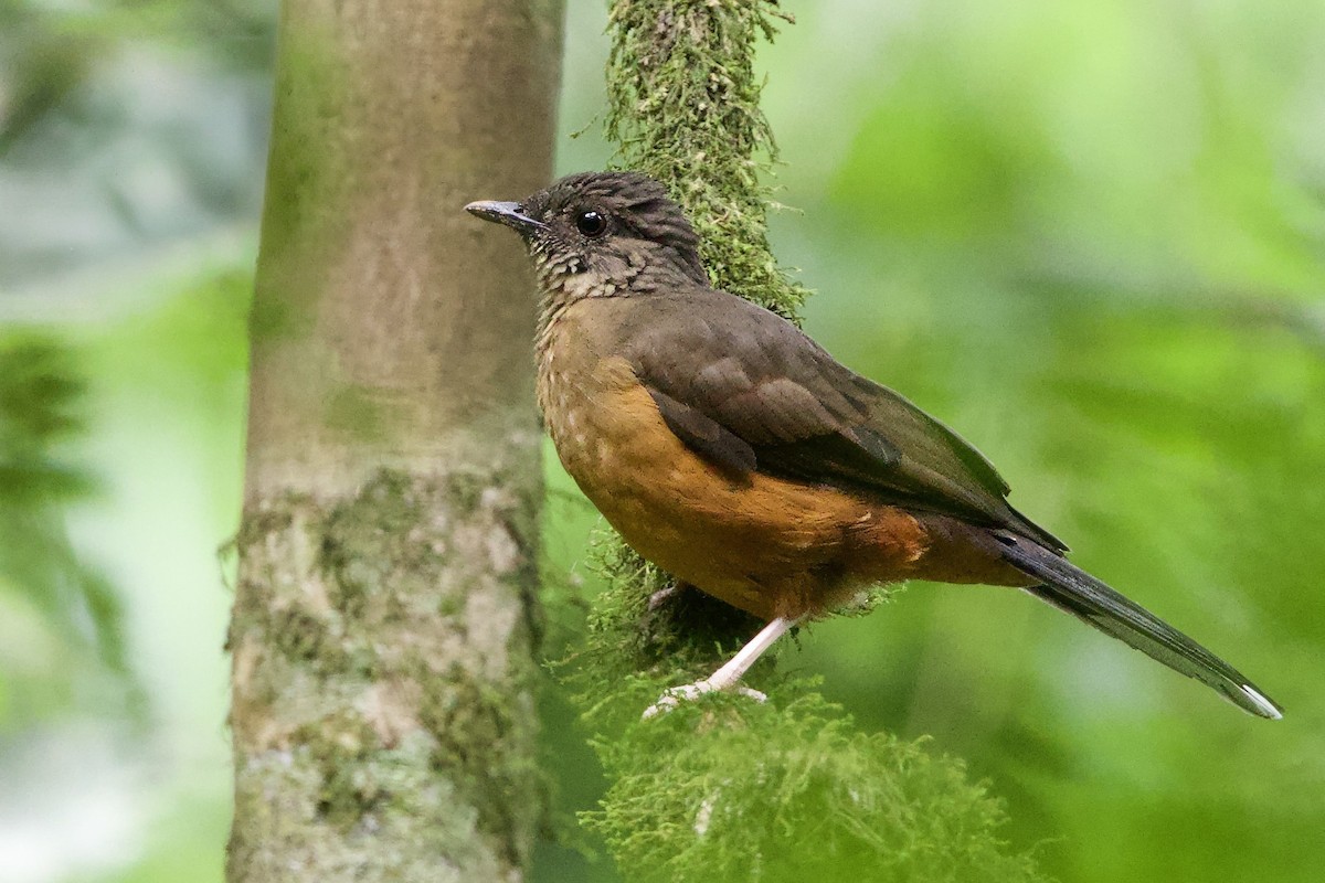 White-tailed Ant-Thrush - ML640692357