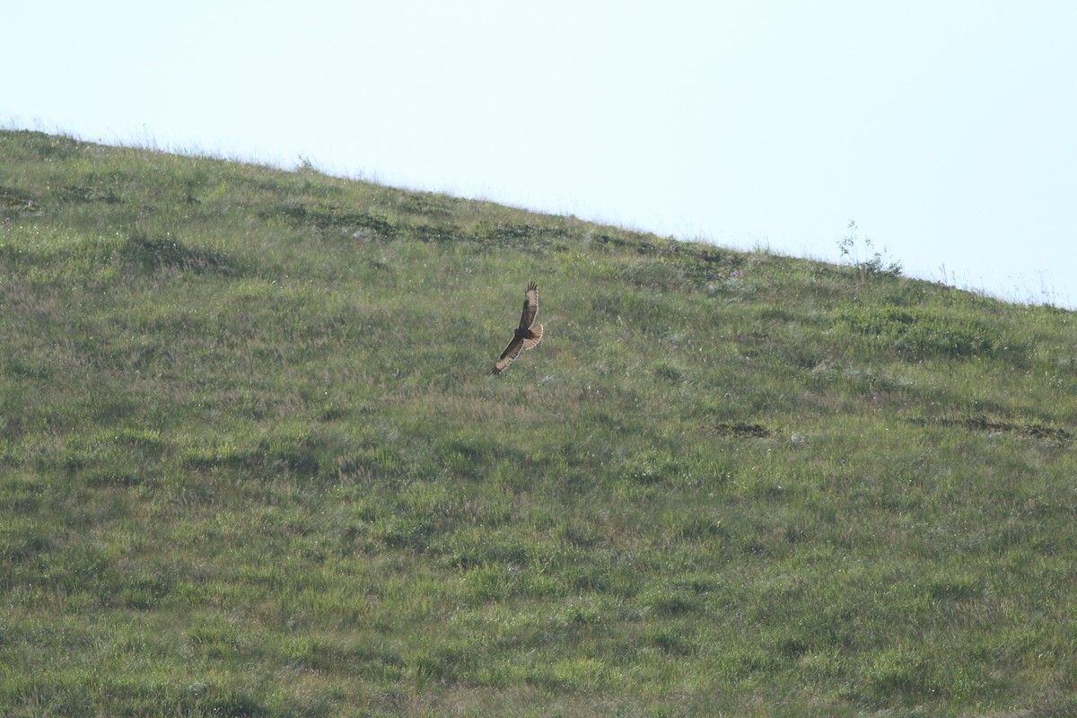 Mäusebussard (vulpinus/menetriesi) - ML640692364