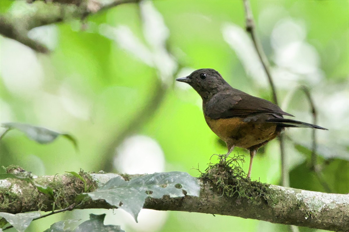 White-tailed Ant-Thrush - ML640692376