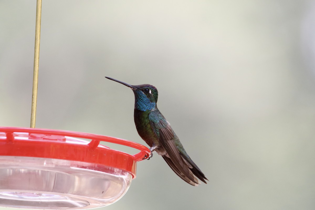 Rivoli's Hummingbird - ML640692407