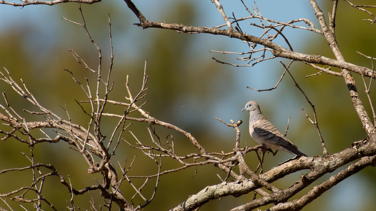 Peaceful Dove - ML640692513