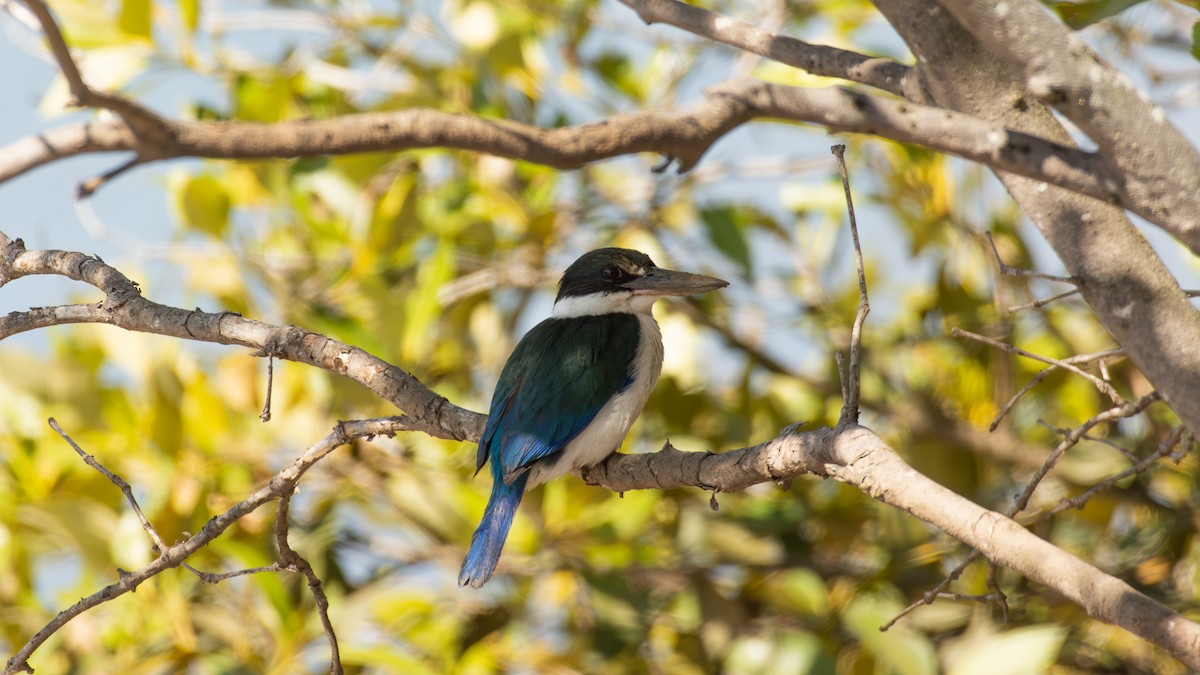 Torresian Kingfisher - ML640692518