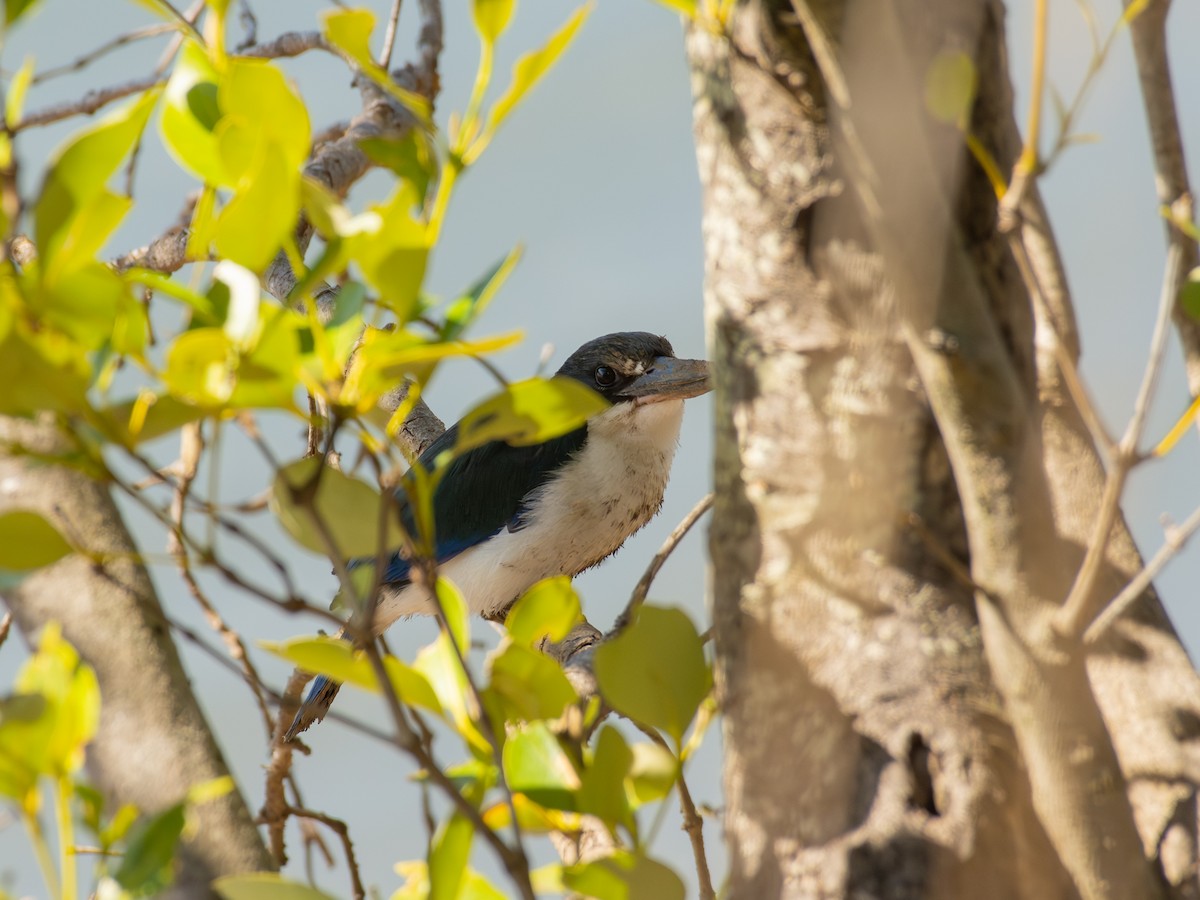 Torresian Kingfisher - ML640692519