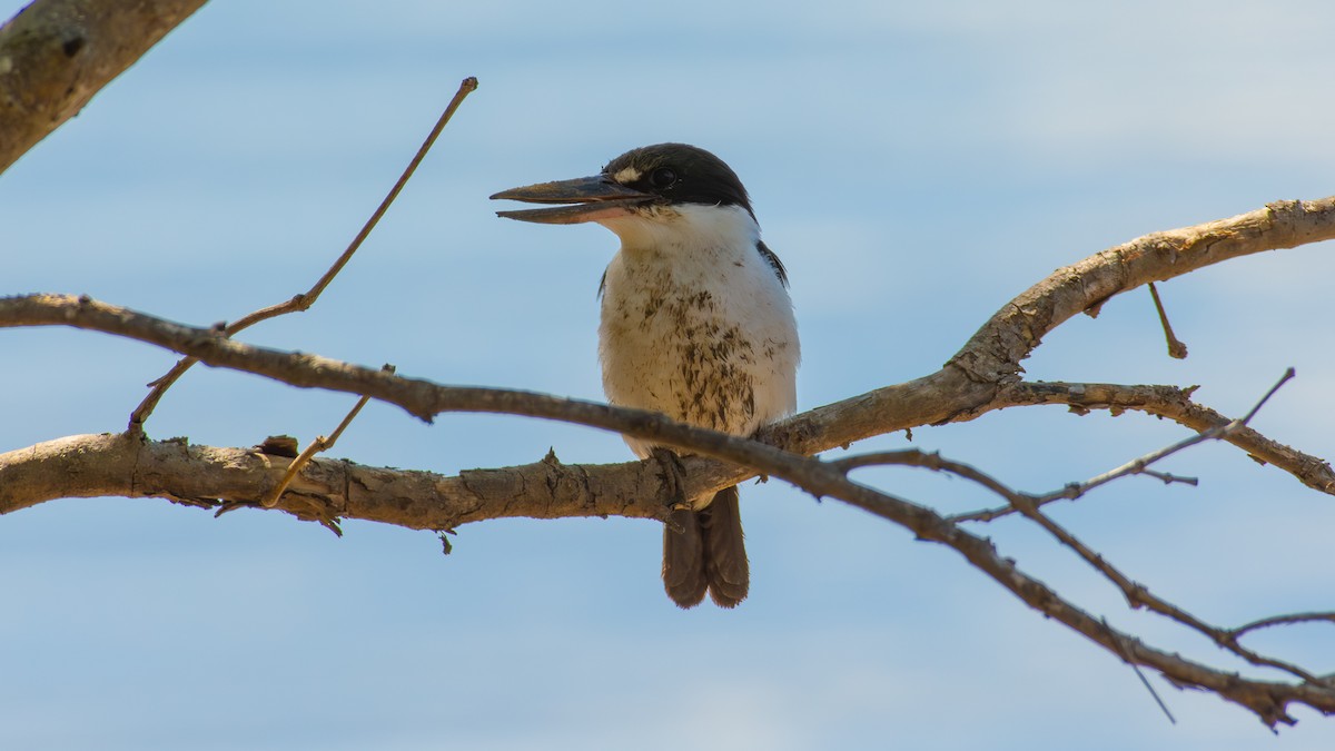 Torresian Kingfisher - ML640692520
