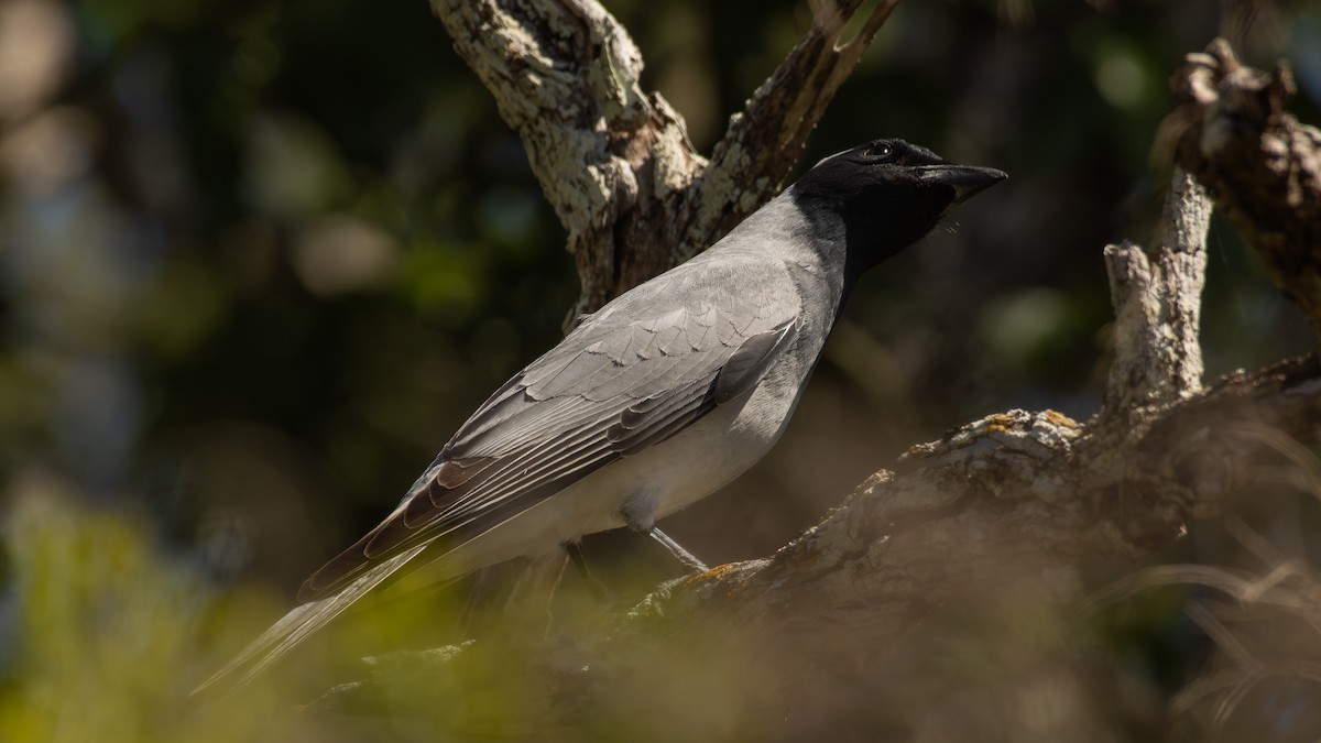 Black-faced Cuckooshrike - ML640692524