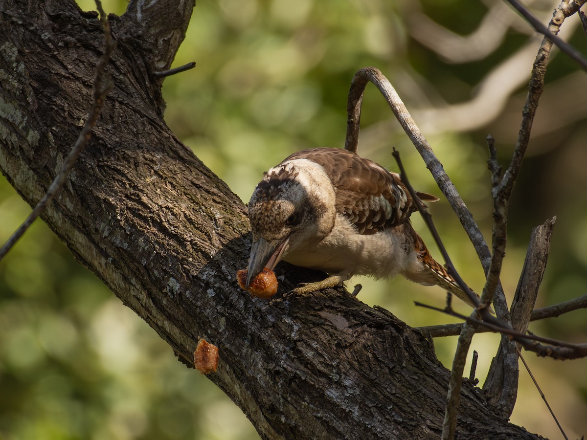Laughing Kookaburra - ML640692549