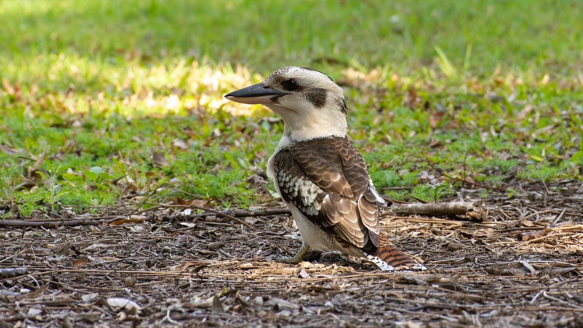 Laughing Kookaburra - ML640692553