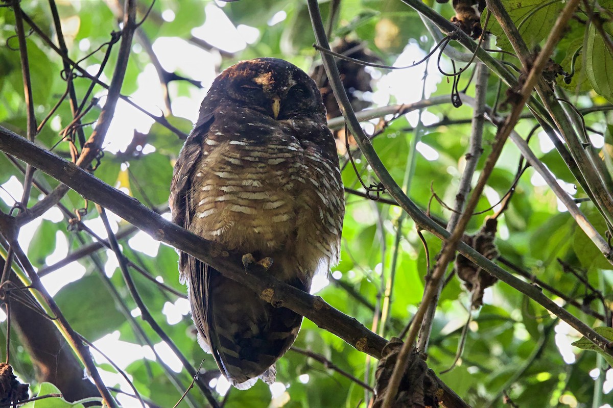 African Wood-Owl - ML640692594