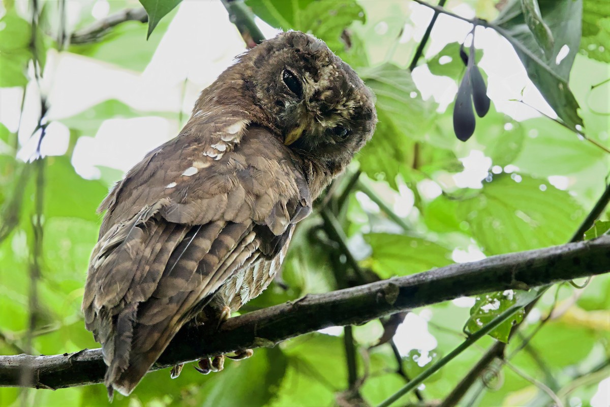 African Wood-Owl - ML640692597